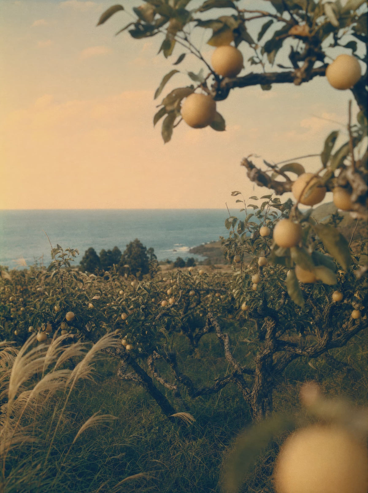 Pear orchard overlooking the ocean at golden hour, with ripe Korean pears growing among tall grasses.